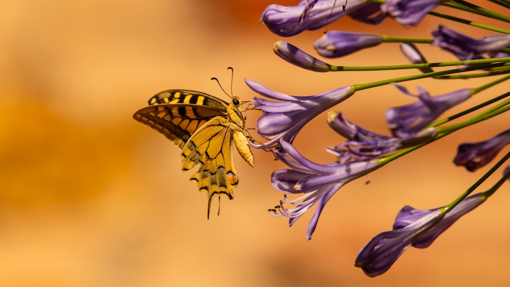 yellow and black butterfly on yellow flower