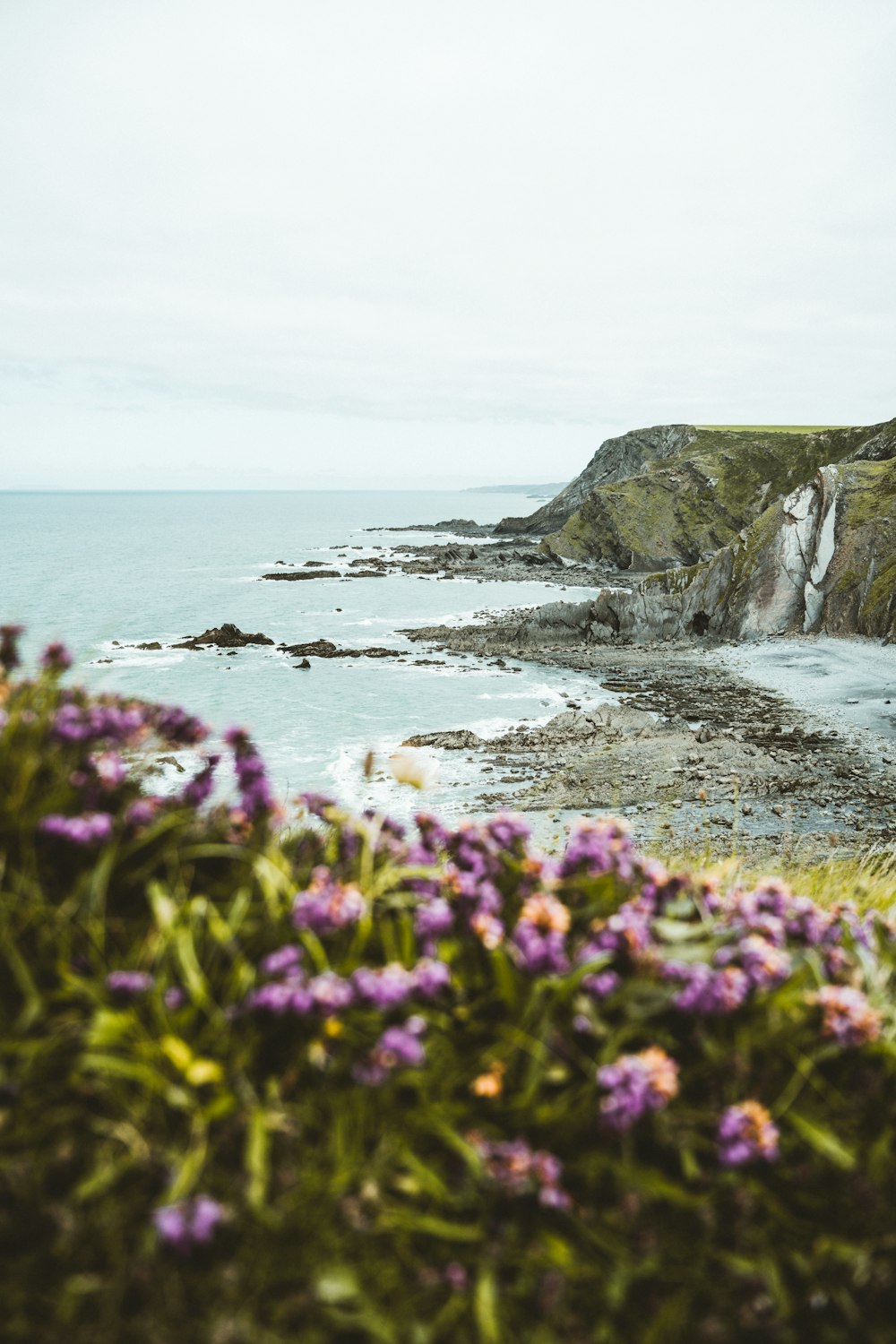 purple flowers on rocky mountain by the sea during daytime