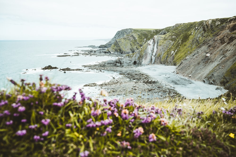 purple flowers on rocky shore by the sea during daytime