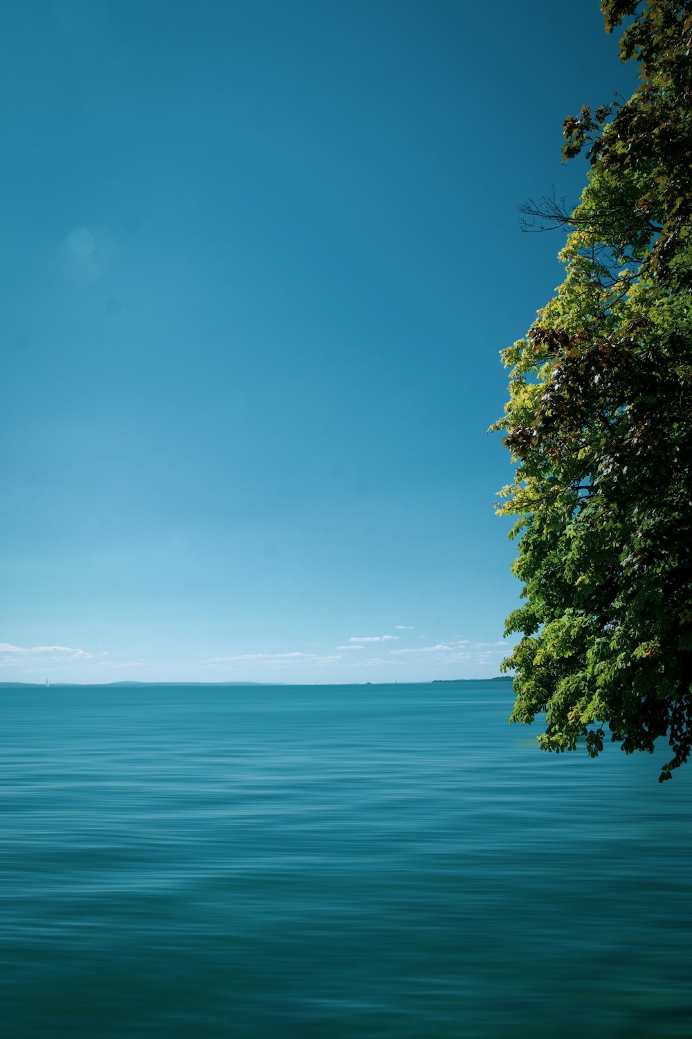 albero verde vicino allo specchio d'acqua durante il giorno