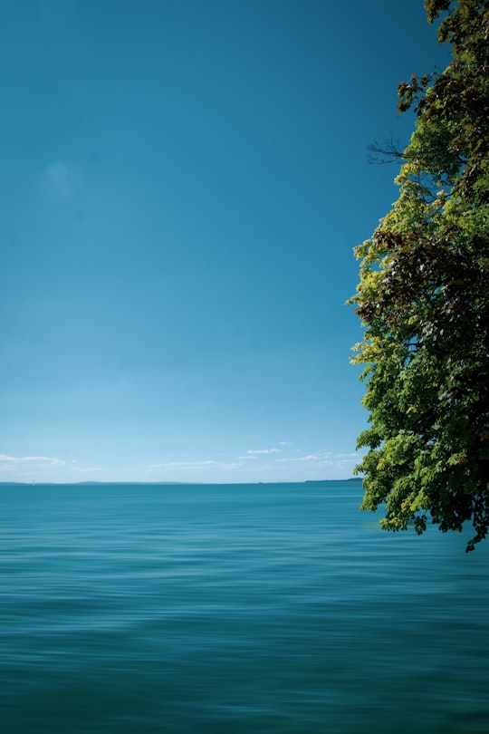 green tree near body of water during daytime in Bodensee Germany