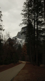 A serene mountain trail winding through dense forest under a moody, overcast sky.