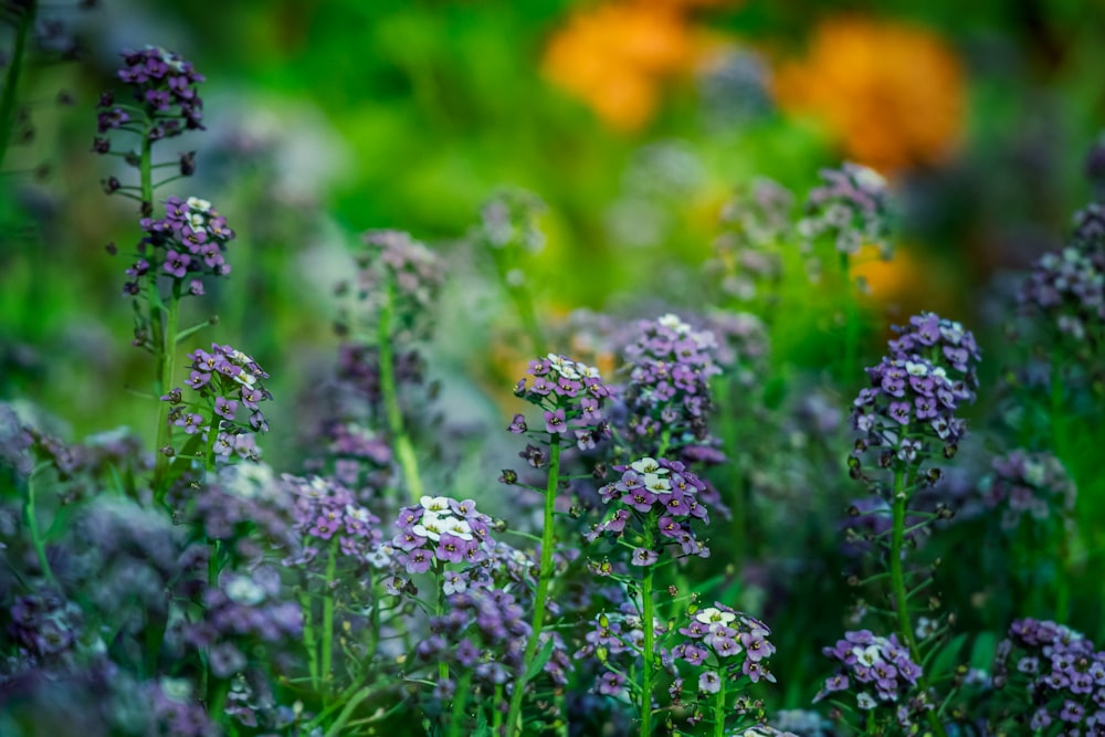 purple flowers in tilt shift lens