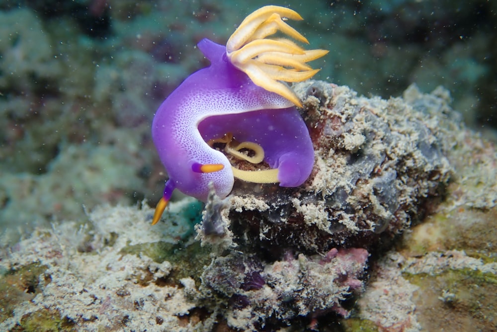 blue and white sea creature