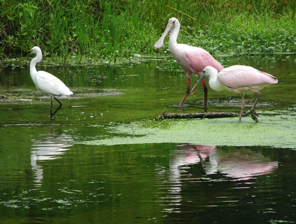 white and pink flamingo on water during daytime