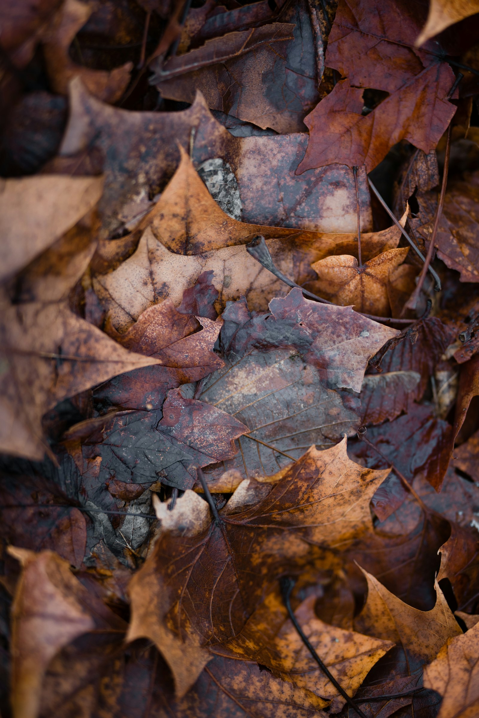 Sony a7 II sample photo. Brown dried leaves on photography