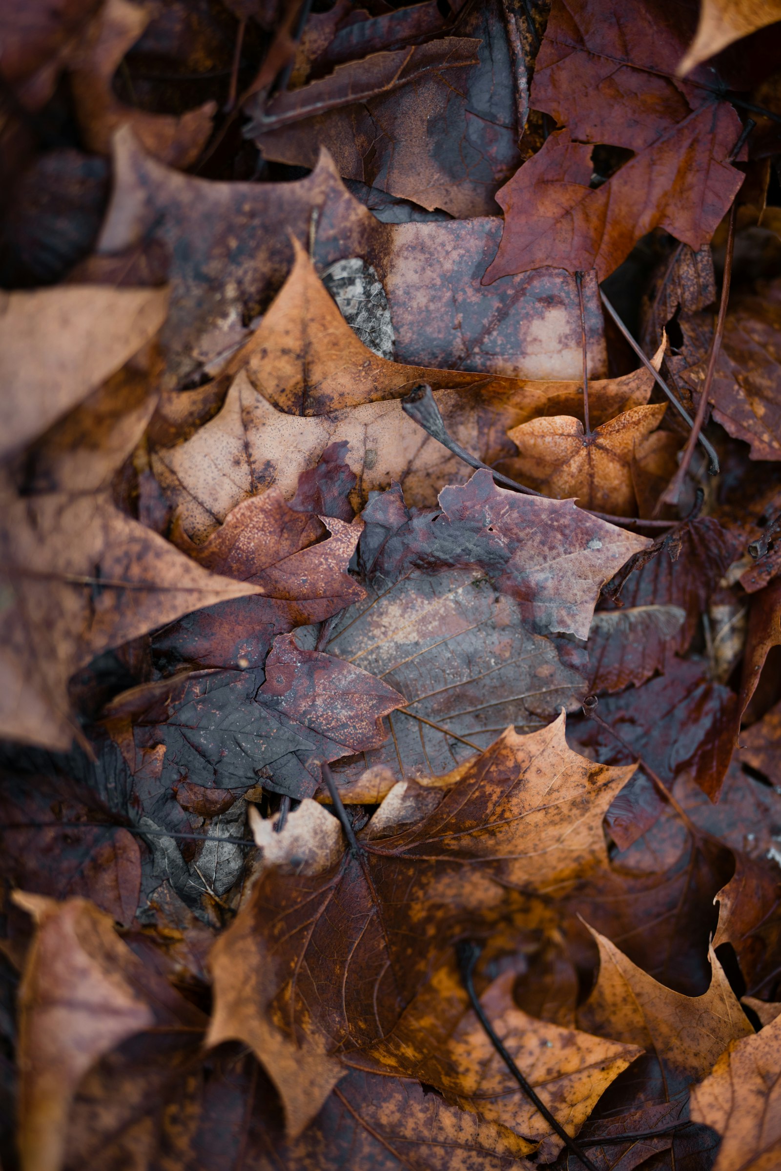 Sigma 135mm F1.8 DG HSM Art sample photo. Brown dried leaves on photography