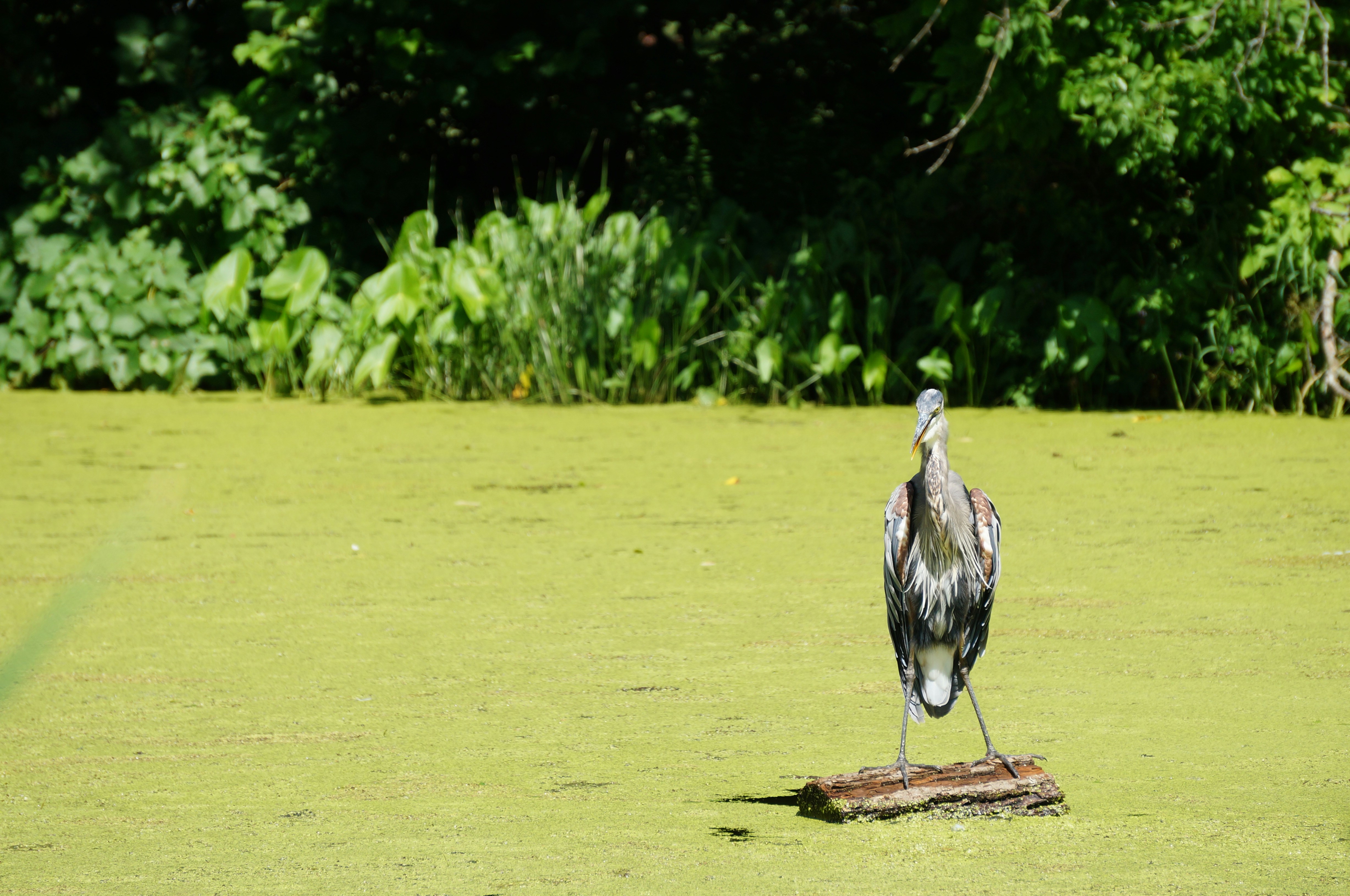 black and white bird on brown wooden log during daytime