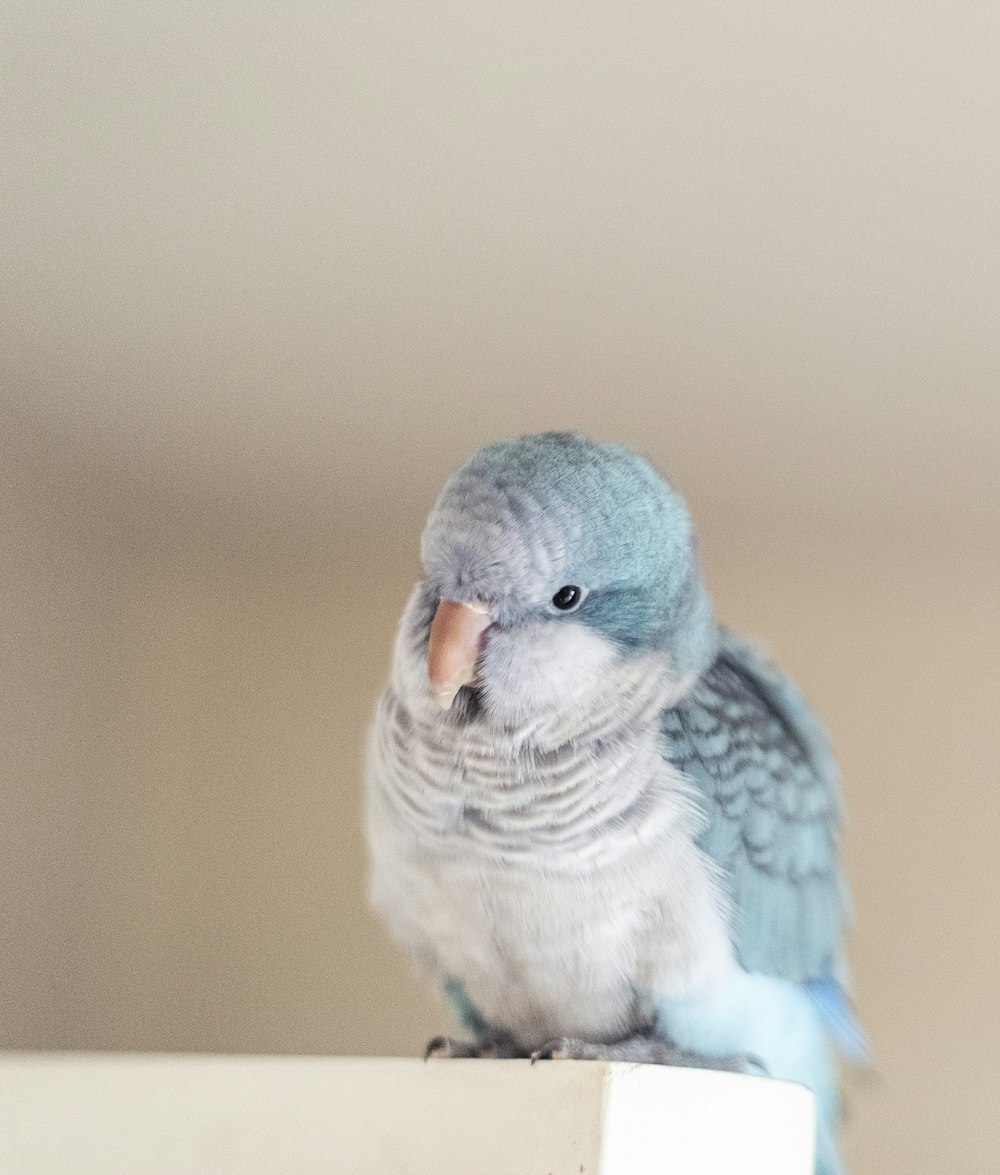 brown and gray bird in close up photography