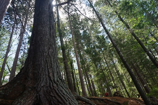 brown tree trunk with green leaves in Bon Echo Provincial Park Canada