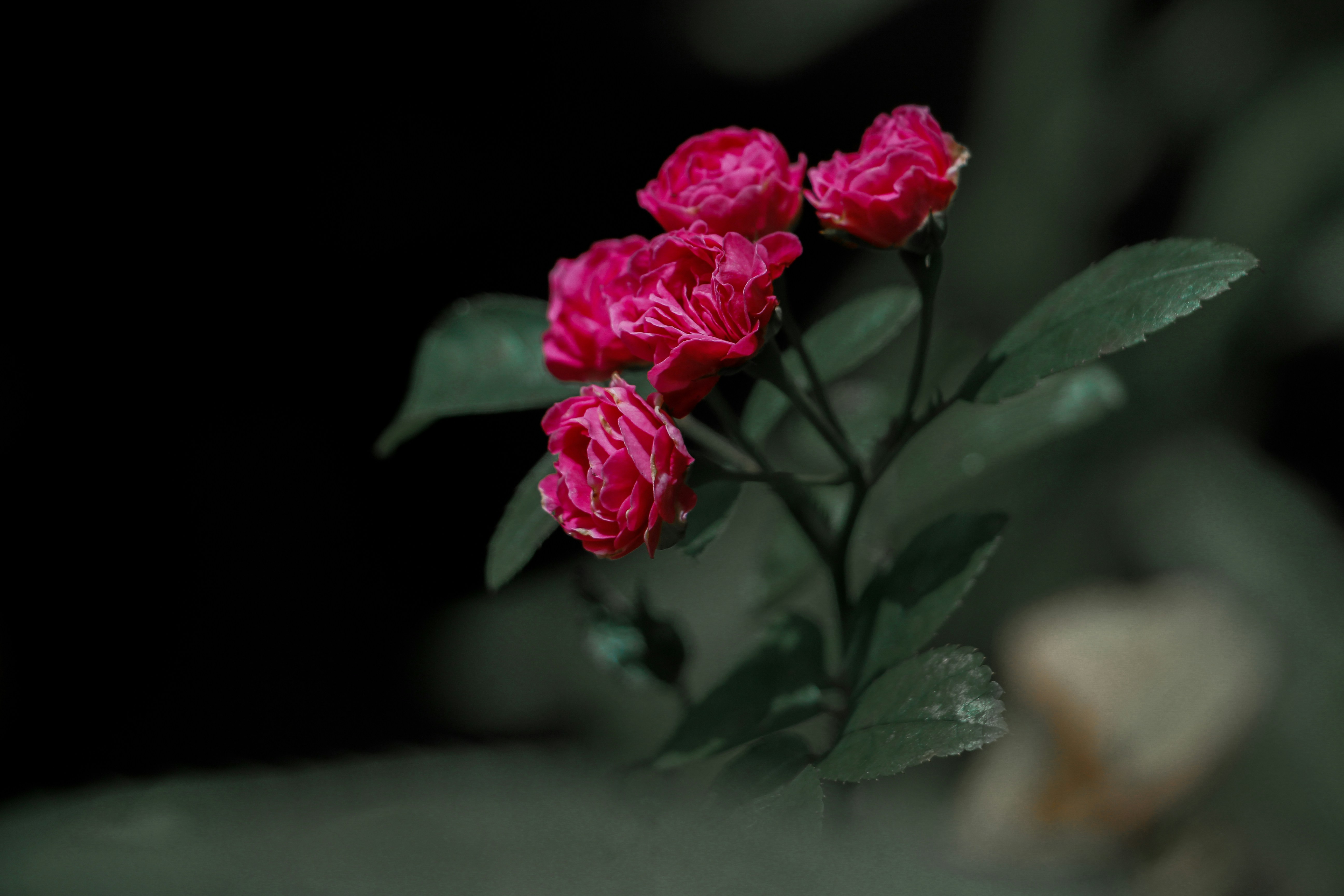 Photo by francos_chapter