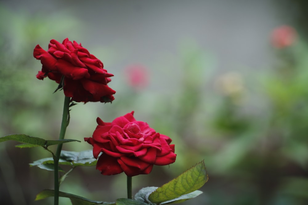 red rose in bloom during daytime