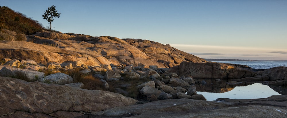 a rocky shore with a small tree on top of it