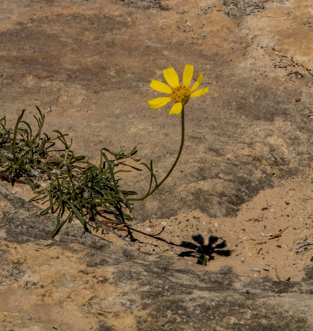 yellow flower on brown sand