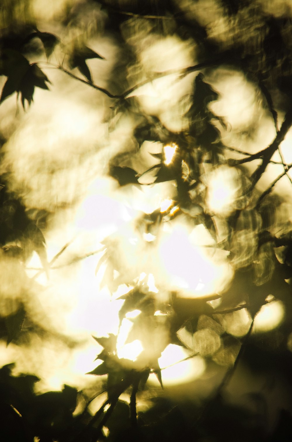 grayscale photo of tree leaves