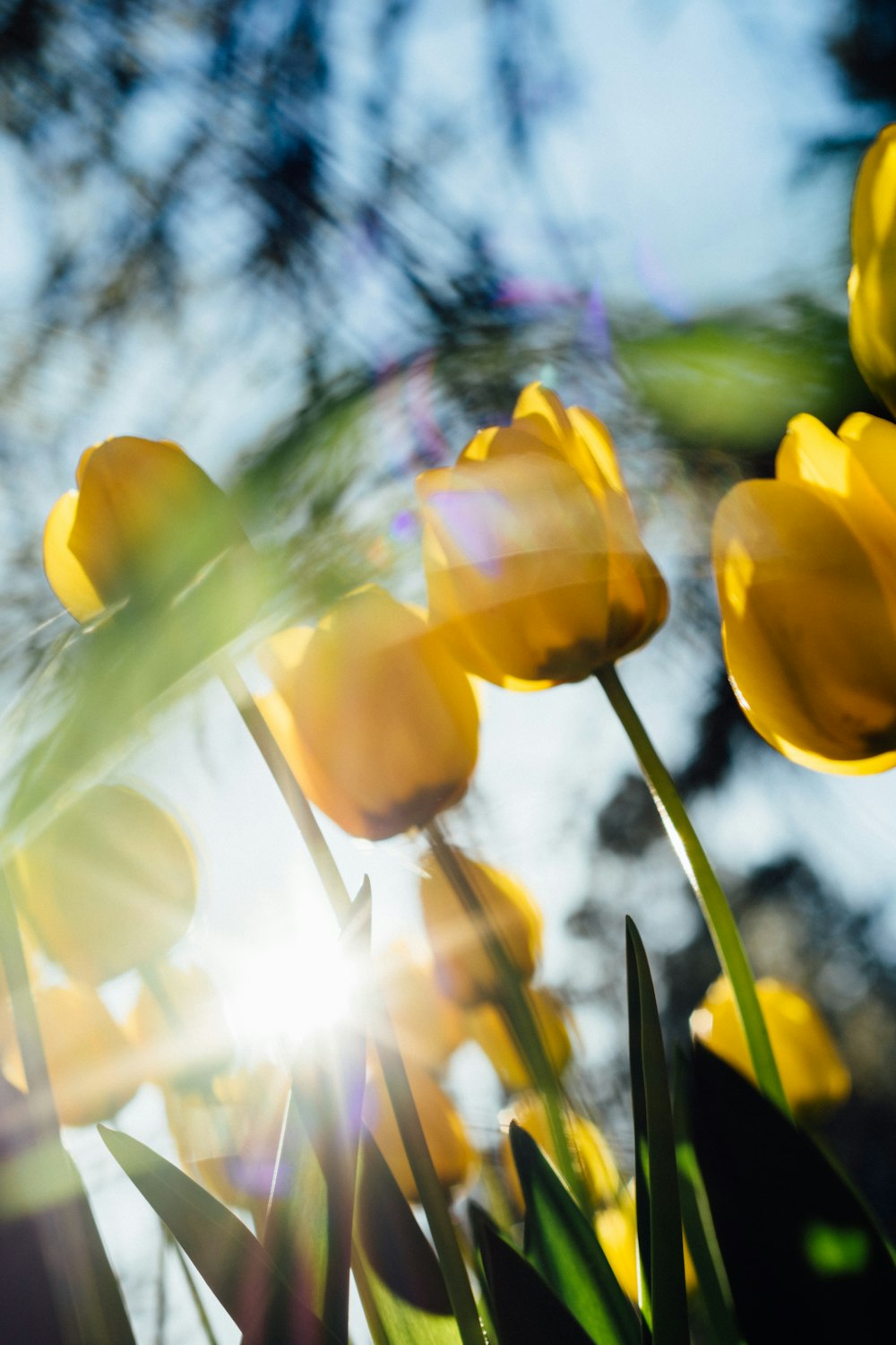 tulipas amarelas em flor durante o dia