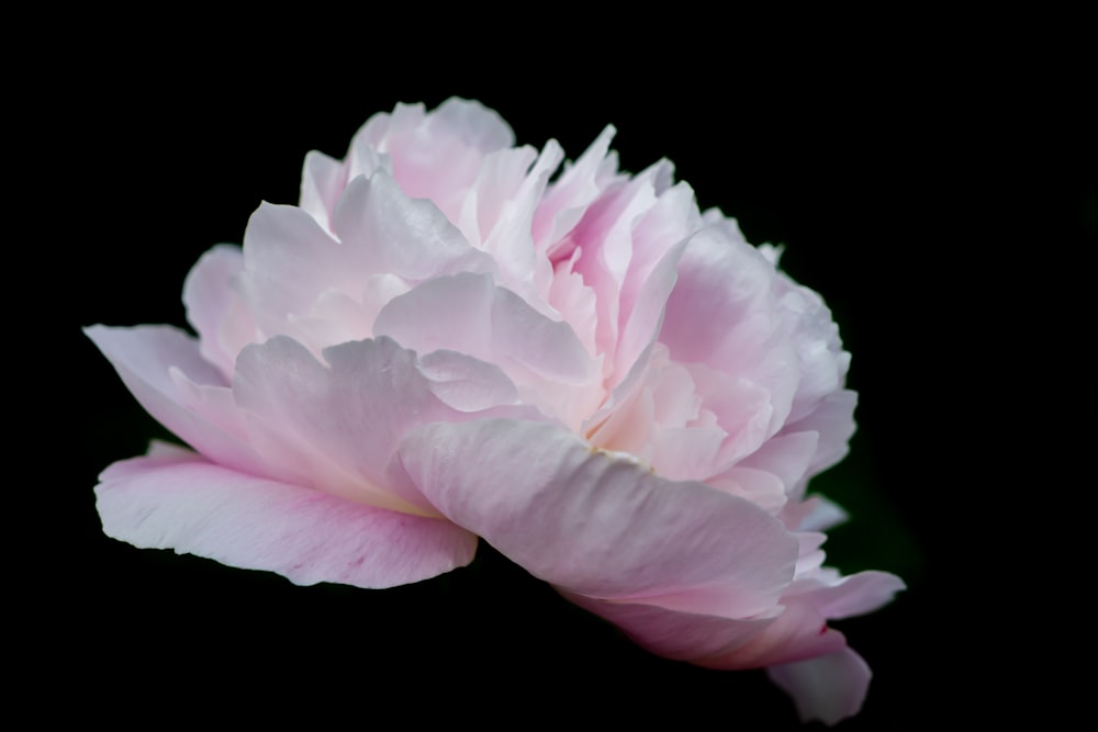 pink and white flower in black background