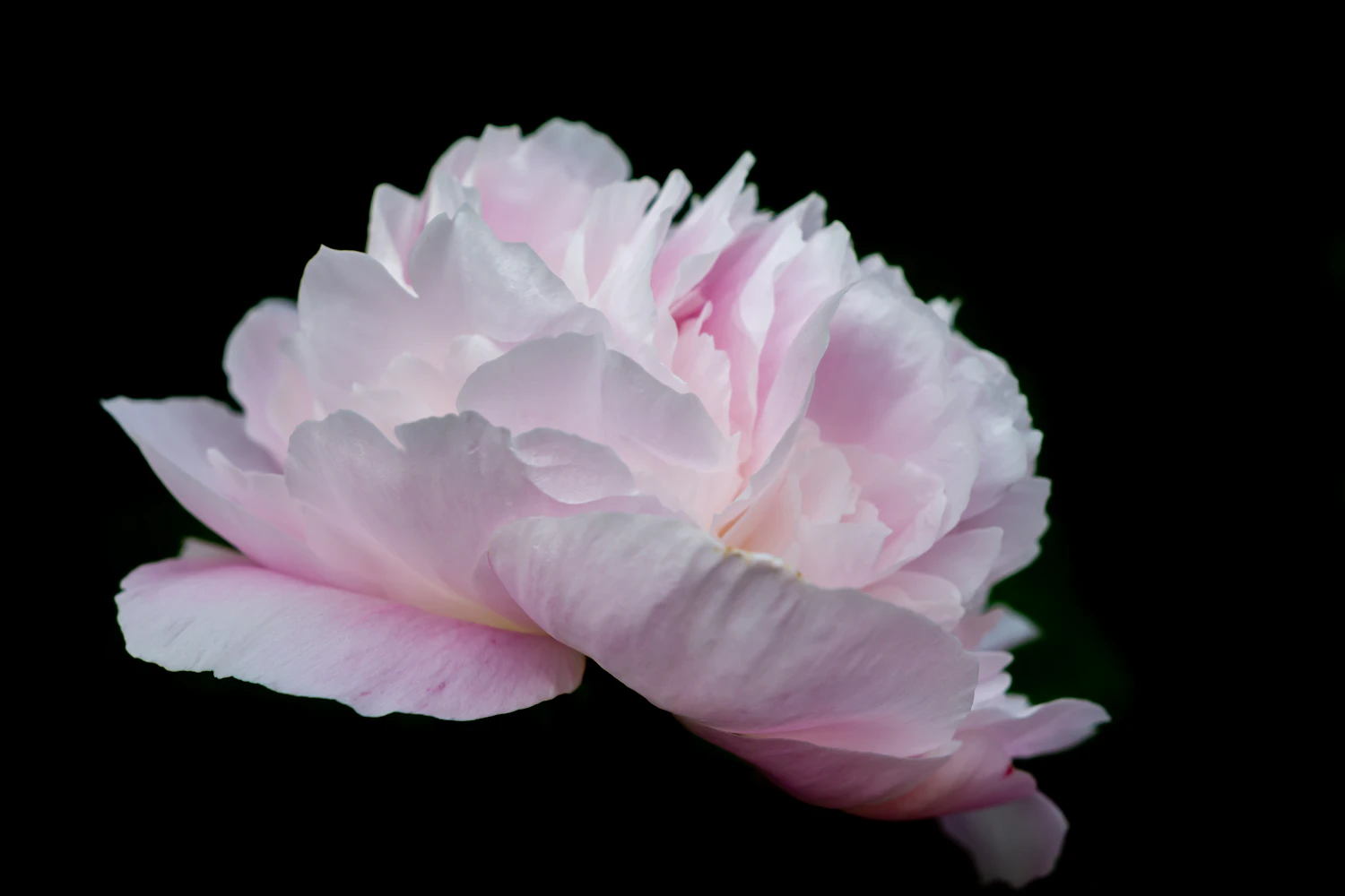 A single pale peony lit against a black ground
