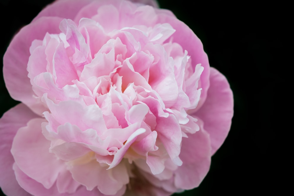 pink rose in bloom close up photo