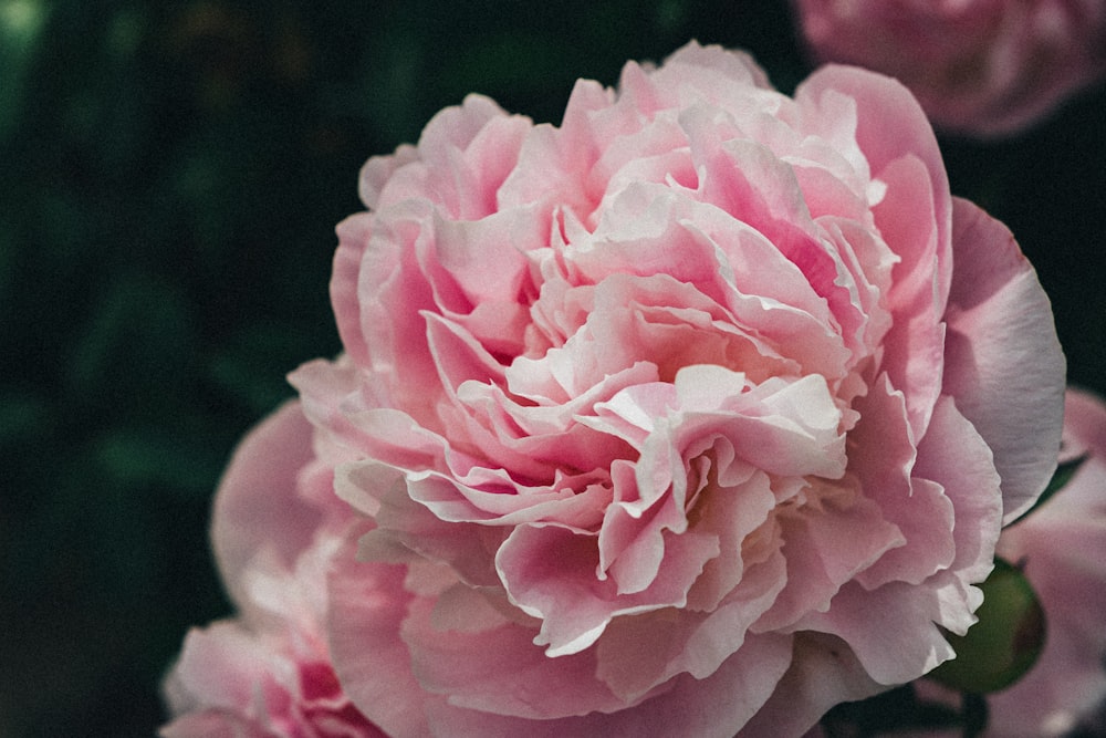 pink rose in bloom during daytime