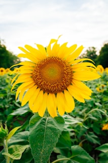 yellow sunflower in bloom during daytime