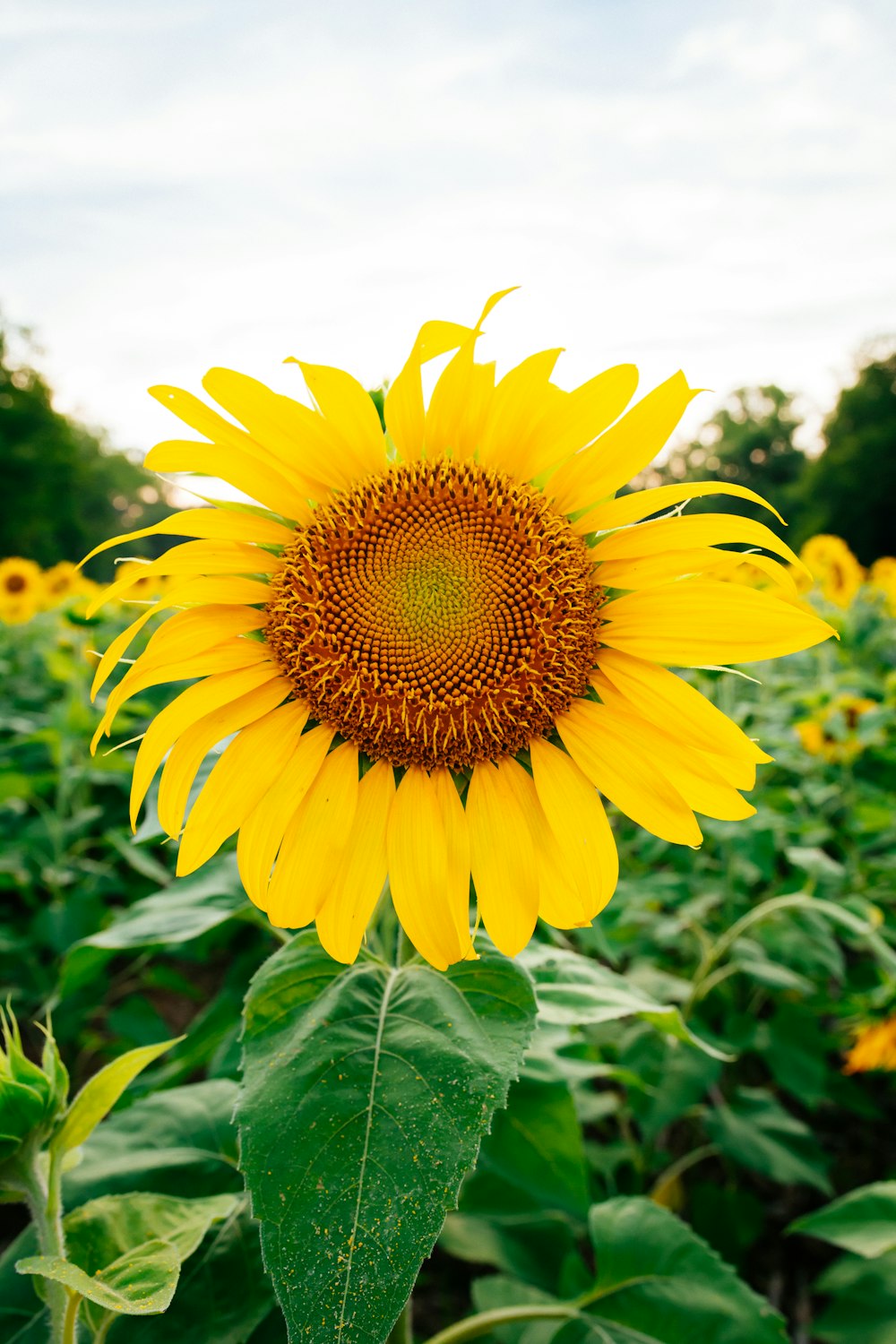 yellow sunflower in bloom during daytime