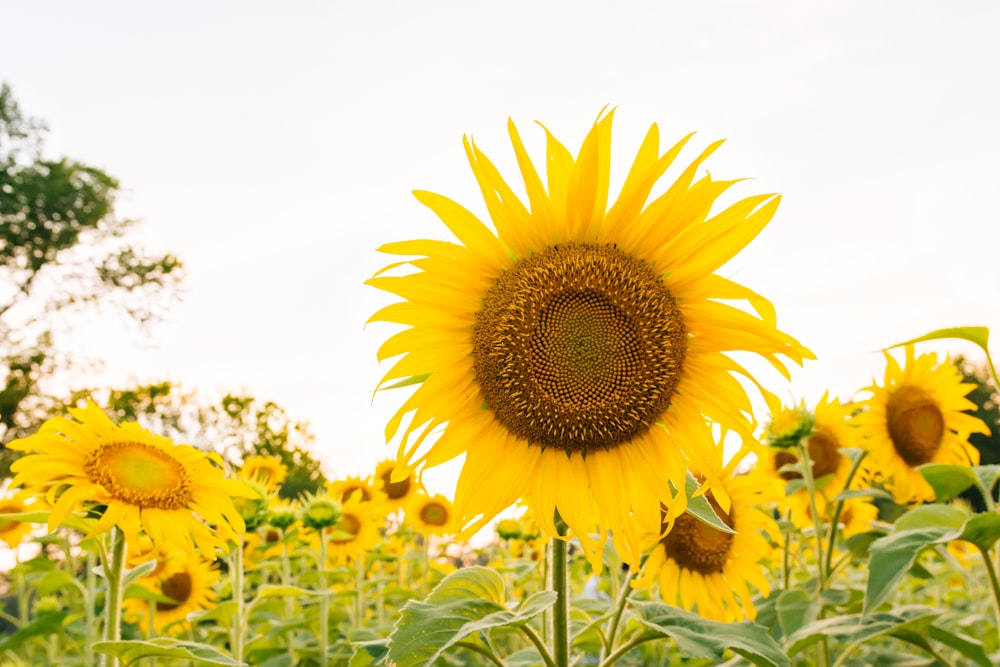 sunflower field under white sky during daytime