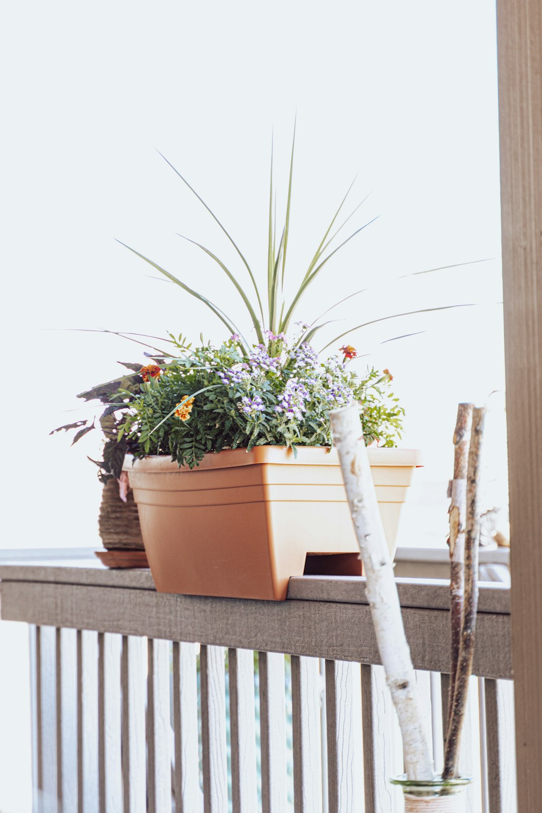 green plant on brown clay pot