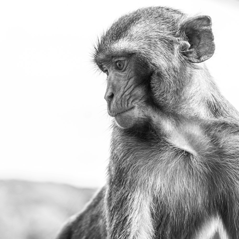 monkey in grayscale photography during daytime