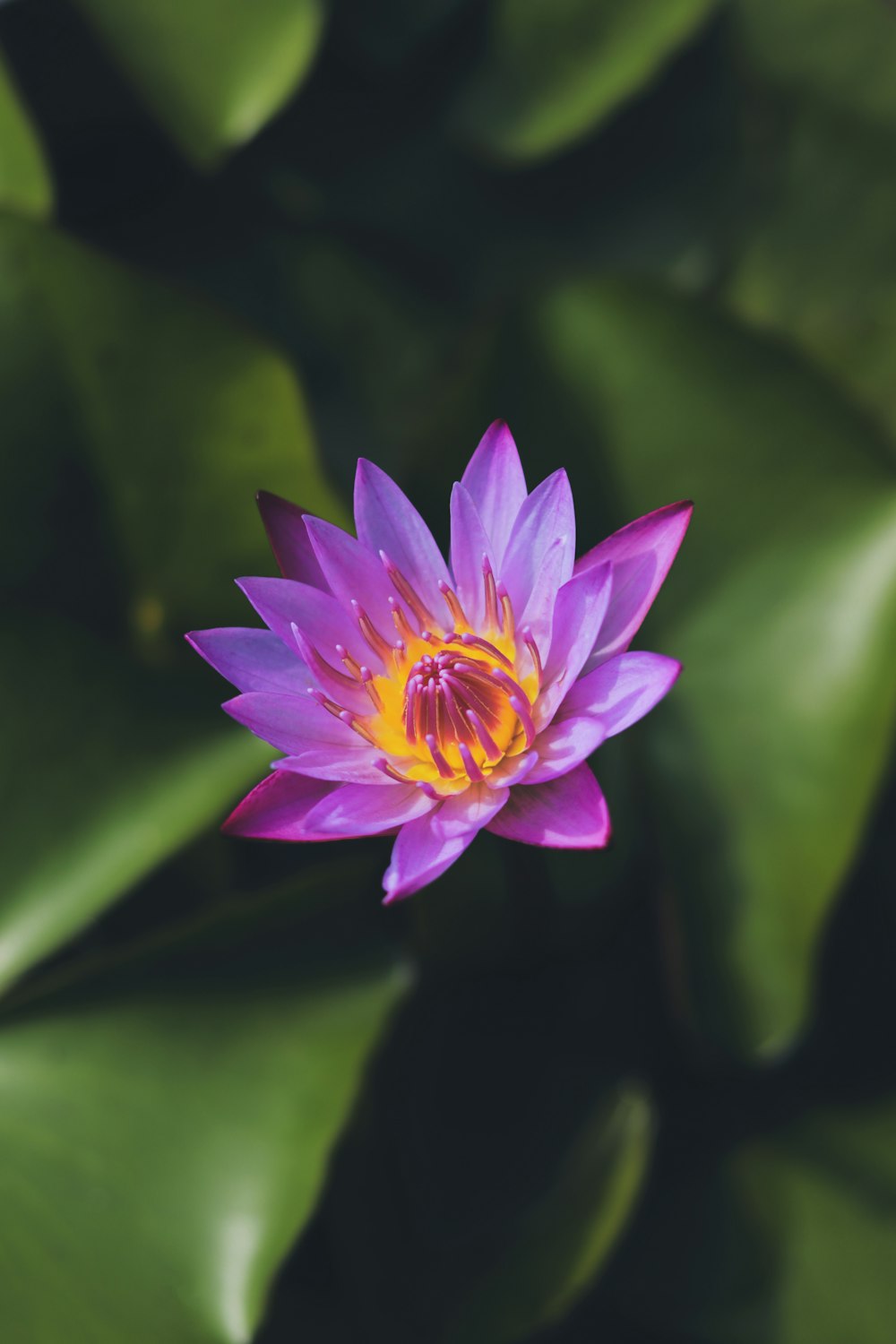 purple lotus flower in bloom