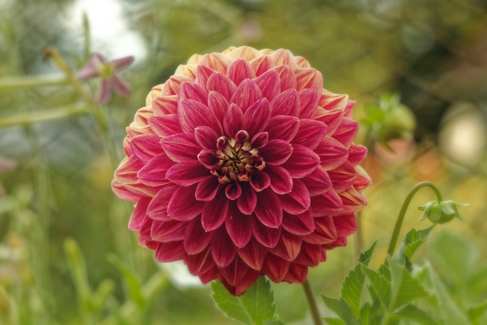 pink flower in tilt shift lens