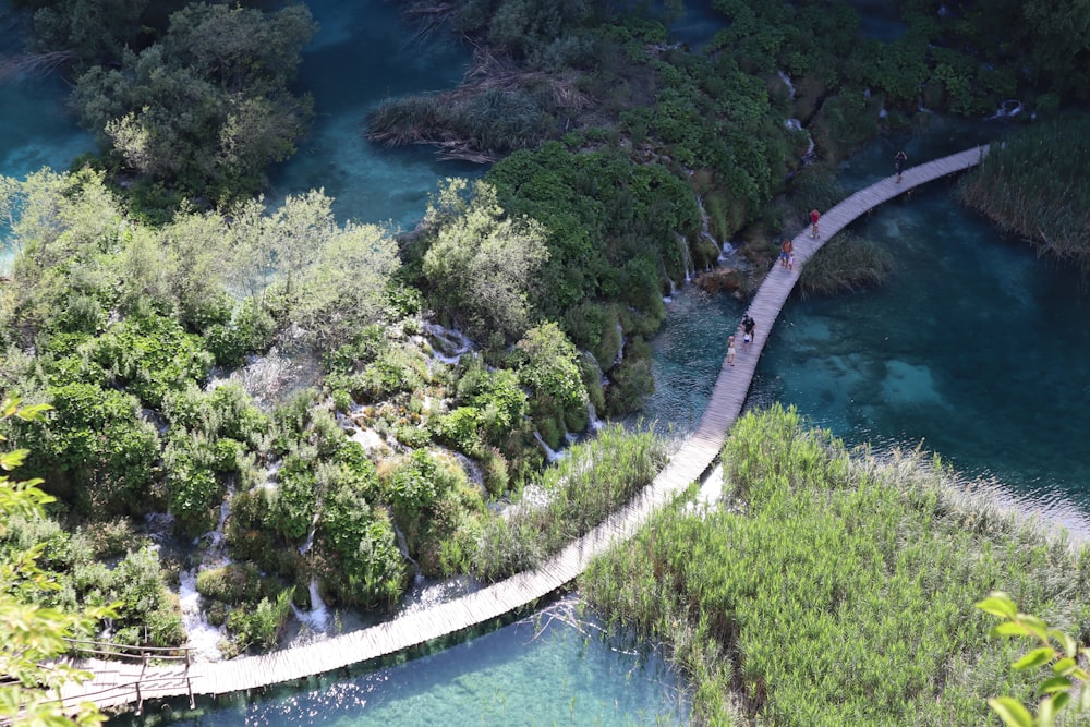 aerial view of green trees near body of water during daytime