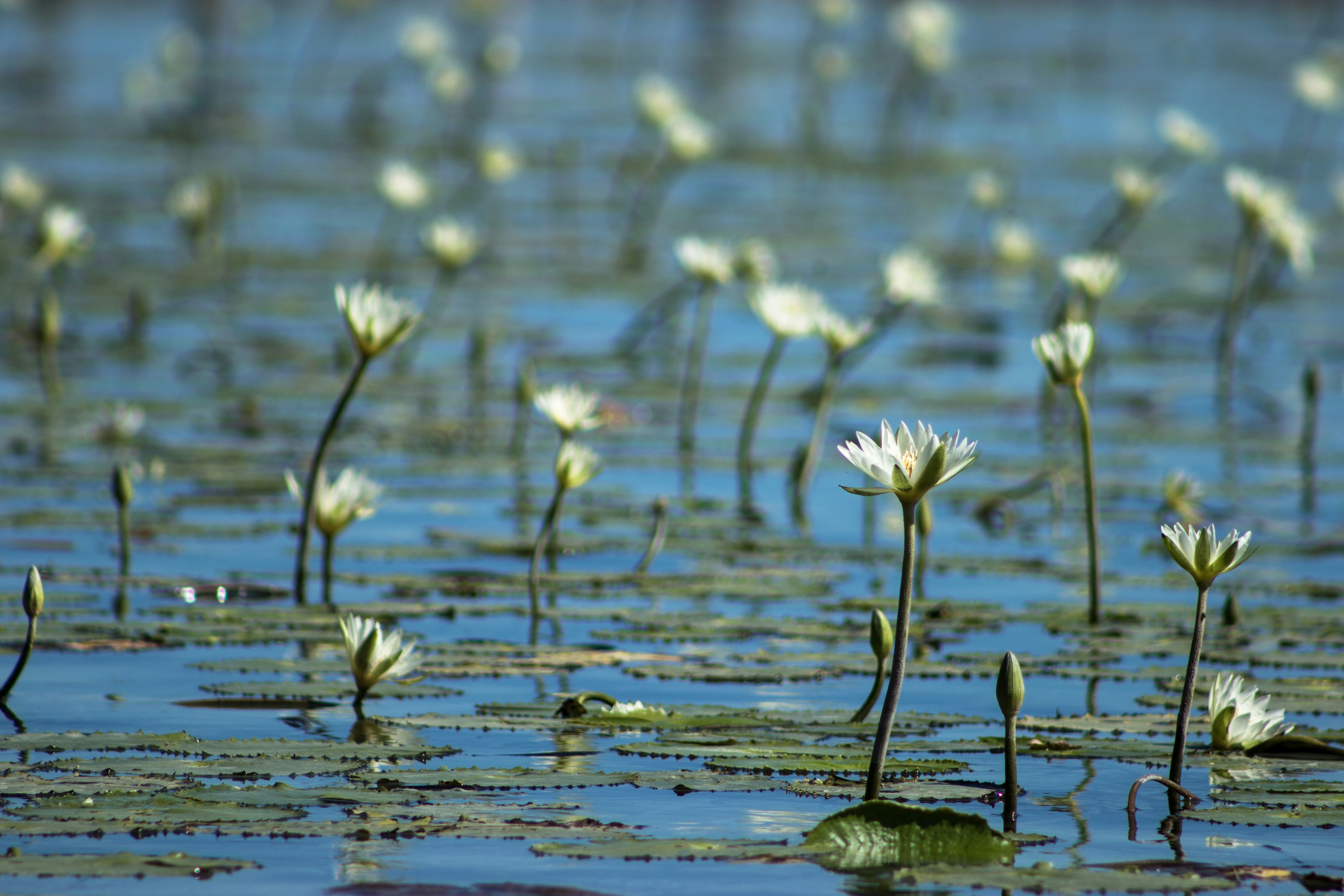 white flowers on water during daytime, 