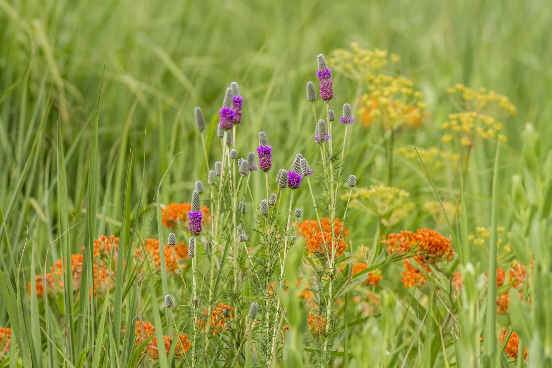 Purple prairie clover and orange butterfly milkweed flowering among tall green prairie grass