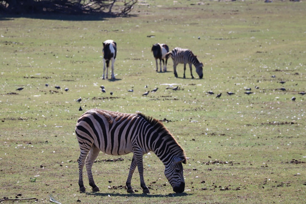 Zebras fressen tagsüber Gras auf grünem Grasfeld