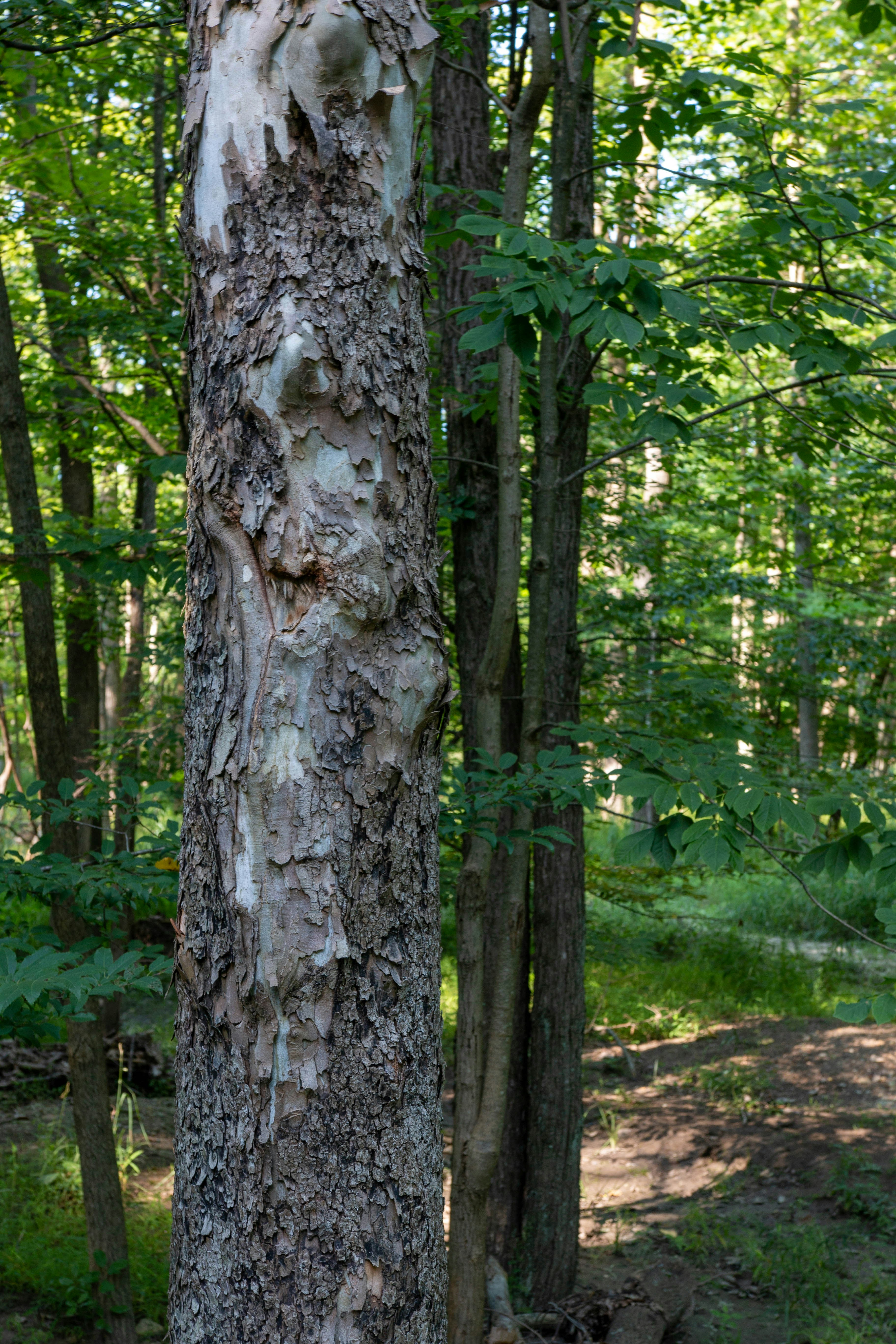 Photo by drkolomiyets