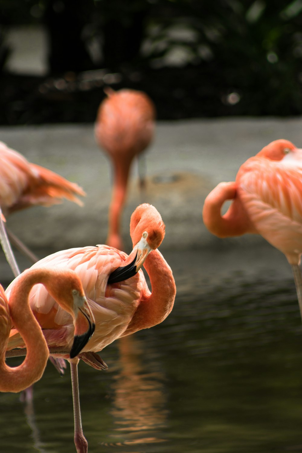 Flamants roses sur l’eau pendant la journée