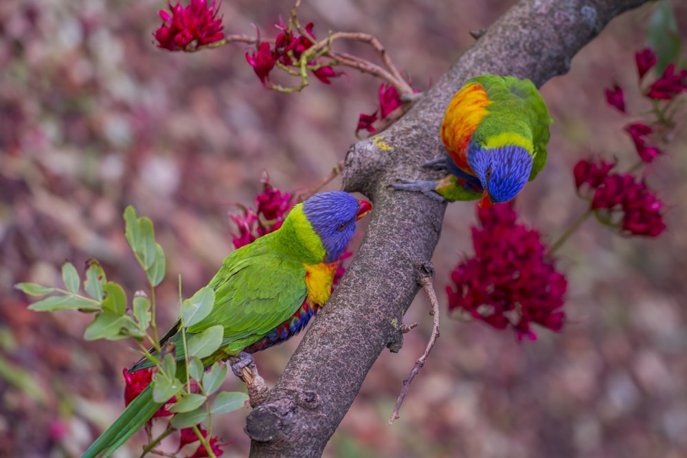 pássaro verde amarelo e azul no galho marrom da árvore