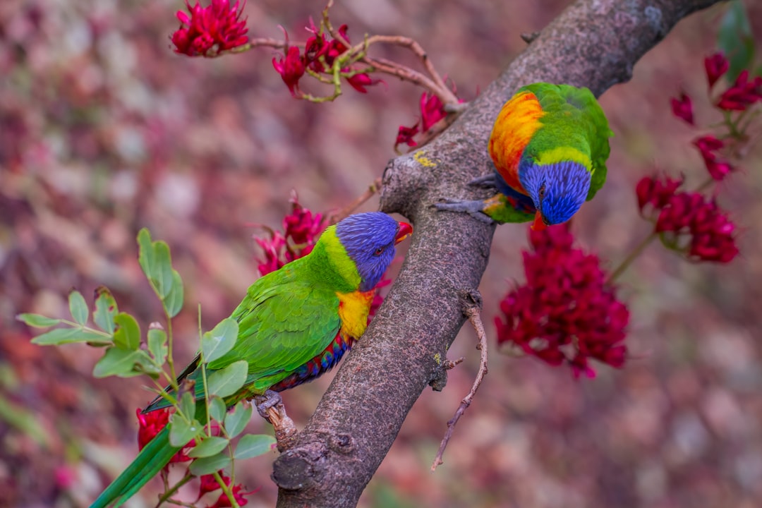 green yellow and blue bird on brown tree branch