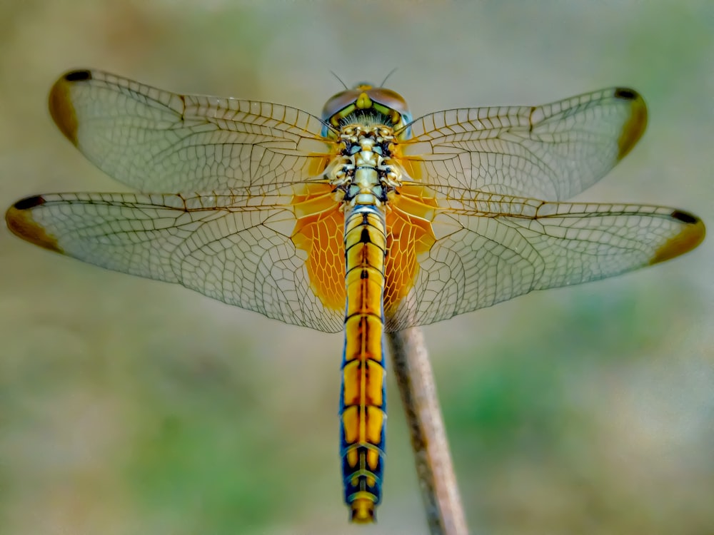 yellow and black dragonfly on brown stem in close up photography during daytime