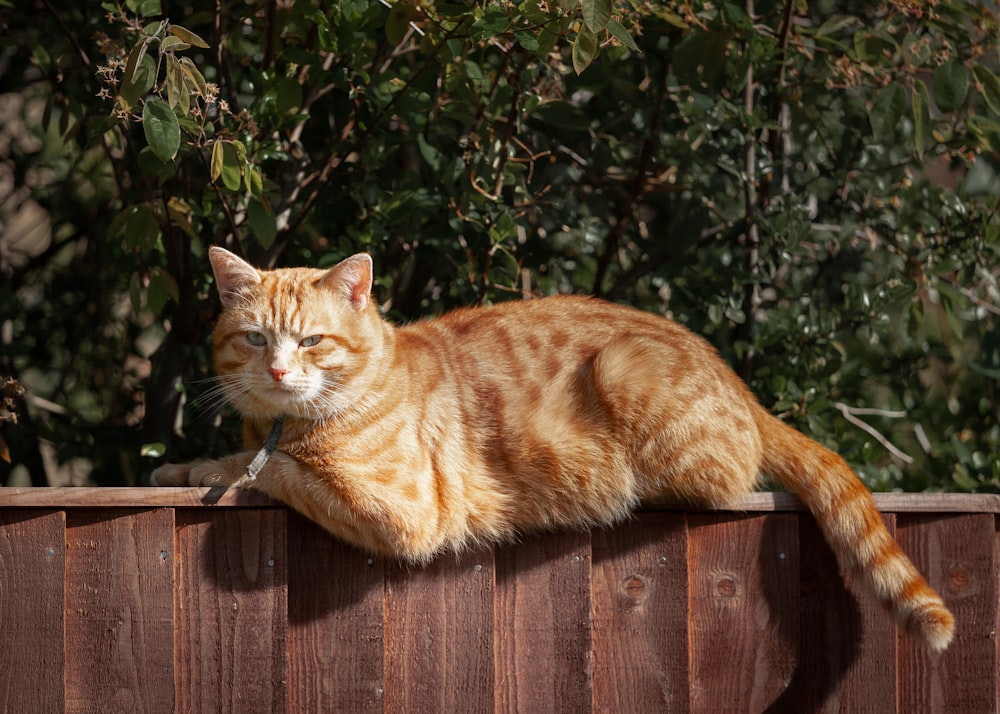 orange tabby cat on brown wooden fence