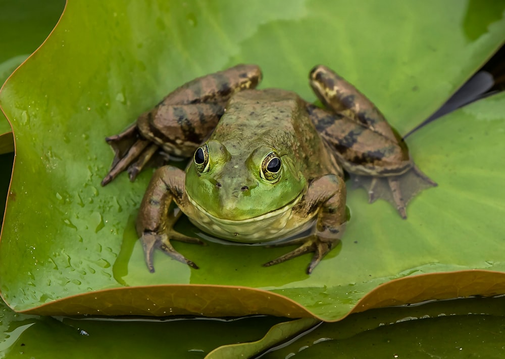 Brauner und schwarzer Frosch auf grünem Blatt