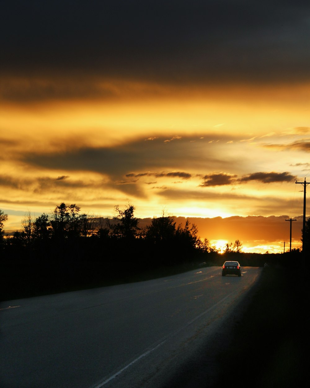 silhouette of trees during sunset