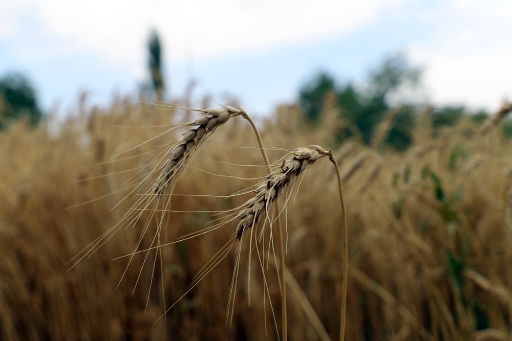 brown wheat field during daytime