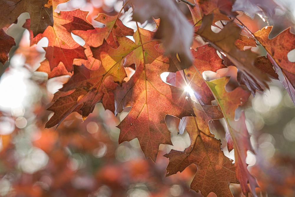 brown maple leaf in tilt shift lens