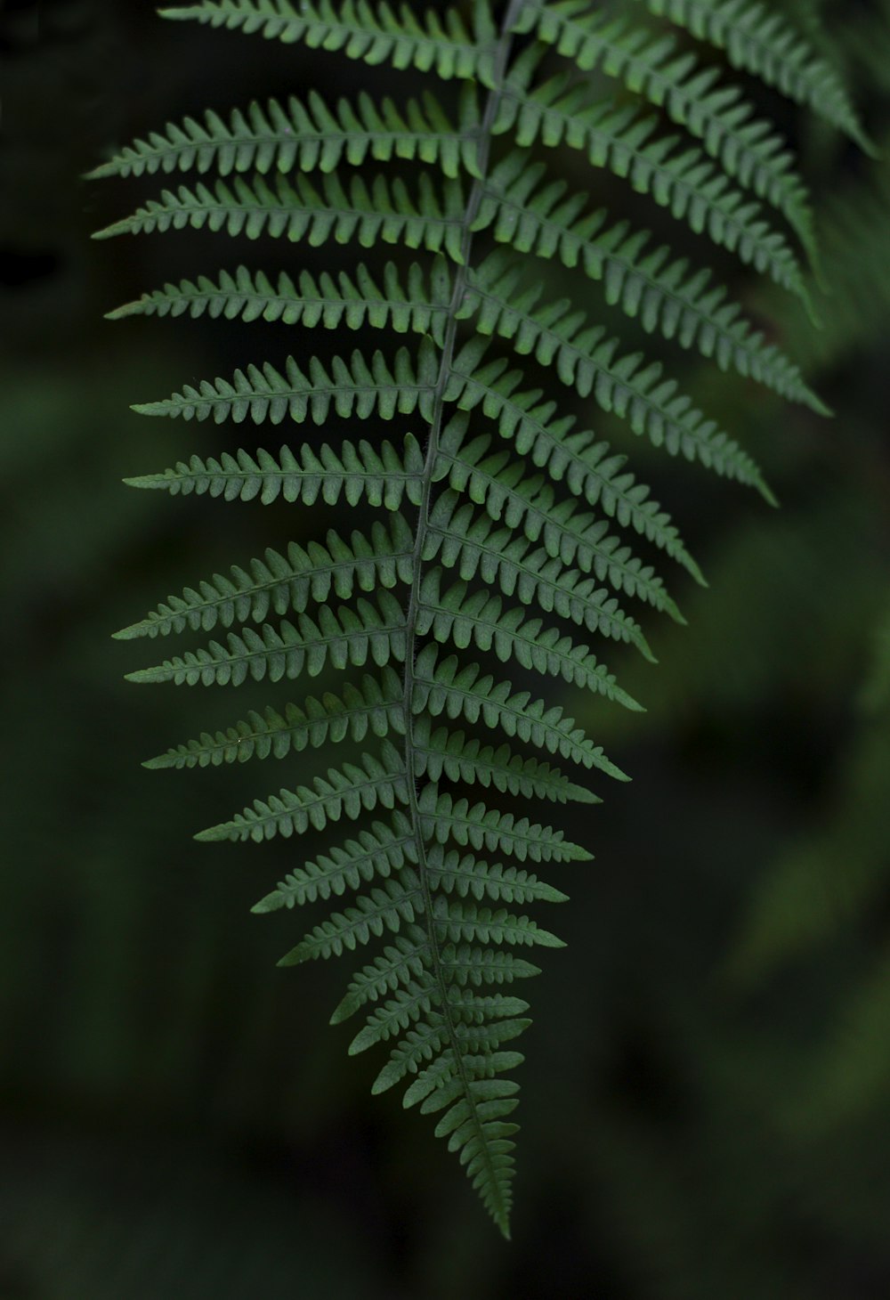 green fern plant in close up photography