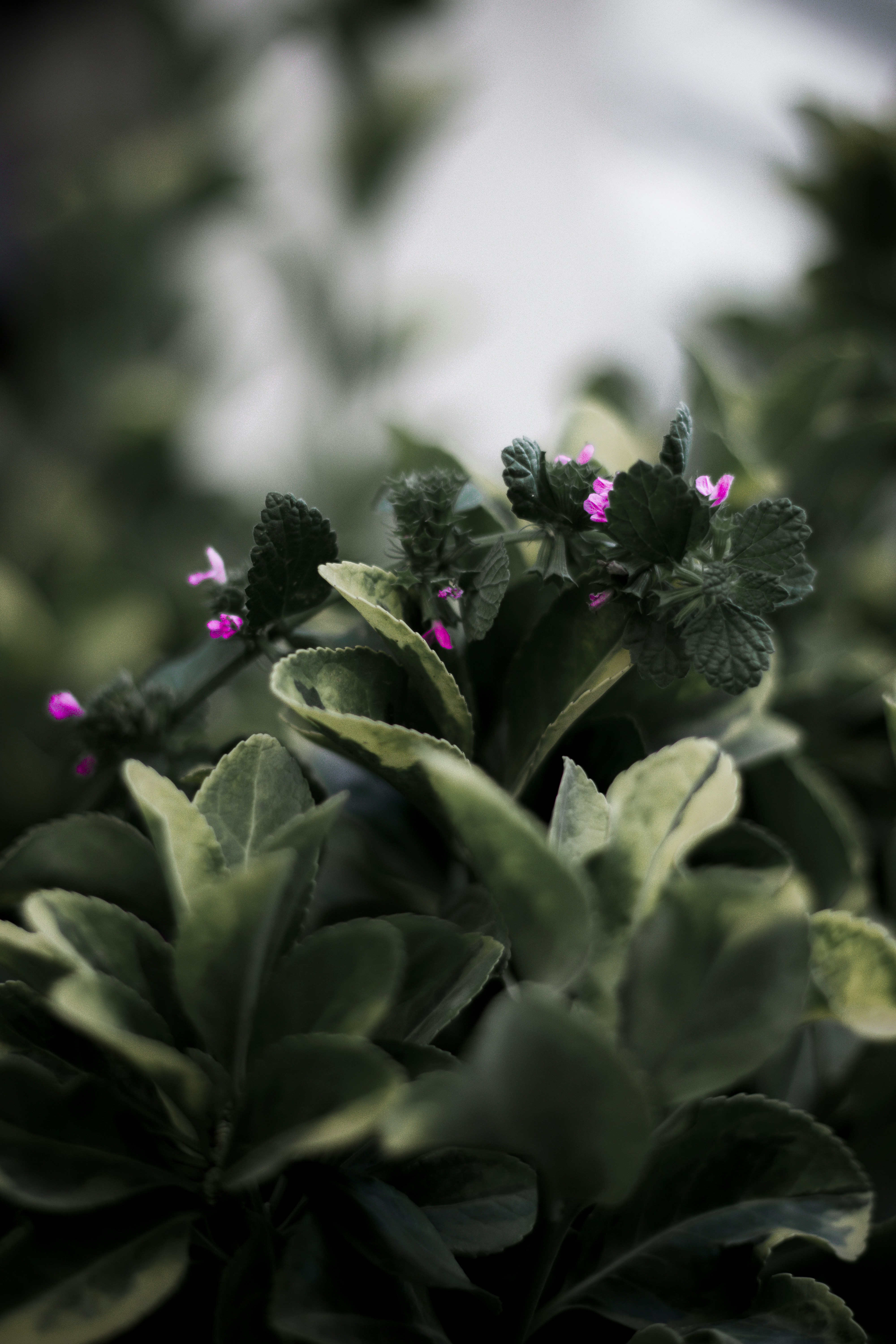 Photo by idinebrahimi