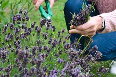 purple flower field during daytime