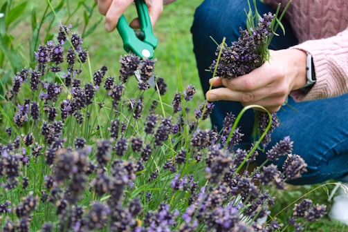 purple flower field during daytime