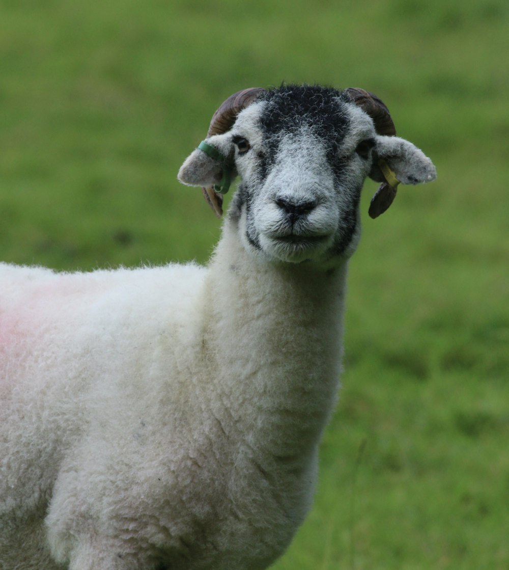 white and black sheep on green grass field during daytime